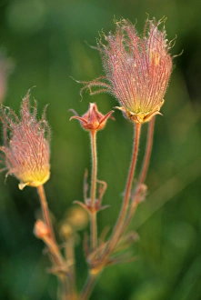 Prairie Smoke wildflowers in the Montana prairie Prairie Smoke wildflowers in the Montana prairie