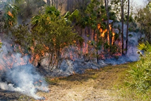 Prescribed fire in south Florida is responsible for fuel reduction and wildlife habitat management Prescribed fire in south Florida is responsible for fuel reduction and wildlife habitat management