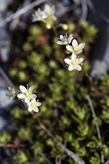 Prickly Saxifrage (Saxifraga tricuspidata) - Arctic National Wildlife Refuge, Alaska Prickly Saxifrage (Saxifraga tricuspidata) - Arctic National Wildlife Refuge, Alaska