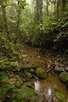 Primary forest, Western slope of Andes ECUADOR. South America Primary forest, Western slope of Andes ECUADOR. South America