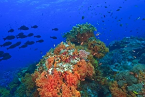 Profuse and colorful soft corals (Dendronepthya sp.) small anthias fish Profuse and colorful soft corals (Dendronepthya sp.) small anthias fish