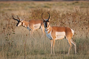 Pronghorn (Antilocapra americana) males in grassland Pronghorn (Antilocapra americana) males in grassland