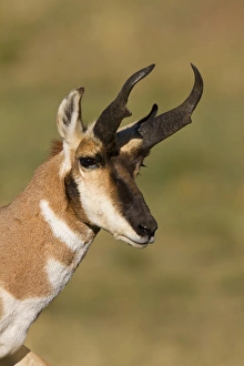 Pronghorn (Antilocapra americana) in prairie habitat Pronghorn (Antilocapra americana) in prairie habitat