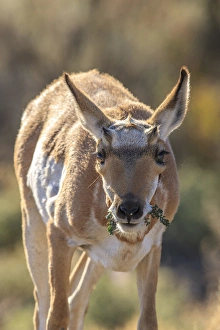 Pronghorn. Yellowstone National Park. Wyoming Pronghorn. Yellowstone National Park. Wyoming