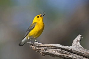 Prothonotary Warbler (Prothonoteria citrea) adult male in spring, Texas Prothonotary Warbler (Prothonoteria citrea) adult male in spring, Texas