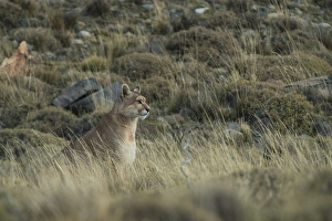 Puma (Felis concolor patagonica) female born without tail, Torres del Paine National Park Puma (Felis concolor patagonica) female born without tail, Torres del Paine National Park