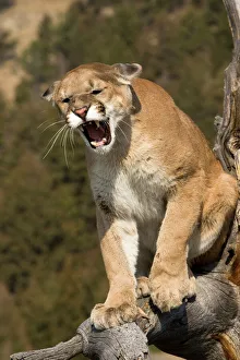 Prints of Puma or mountain lion, puma concolor, Captive - game farm model, Western WYO near Yellowstone NP, snarling aggressively while treed Puma Prints: Mountain Lion Print - Western Wyoming Game Farm