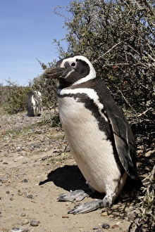 Punta Tombo, the largst South American Magallanes pinguins colony, is on the Patagonian Punta Tombo, the largst South American Magallanes pinguins colony, is on the Patagonian