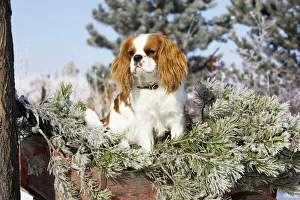 Purebred Cavalier King Charles Spaniel sitting in a wheel barrow in snowy frosty Purebred Cavalier King Charles Spaniel sitting in a wheel barrow in snowy frosty