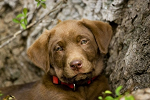 purebred chocolat labrador retriever puppy 9 weeks old head shot purebred chocolat labrador retriever puppy 9 weeks old head shot