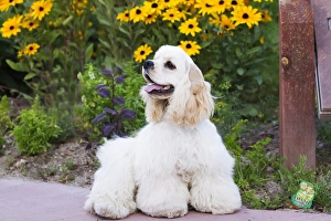 Cocker Spaniel Pictures Prints: Purebred Cocker Spaniel