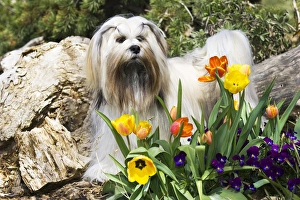 Purebred Lhasa Apso stading in spring flowers Purebred Lhasa Apso stading in spring flowers