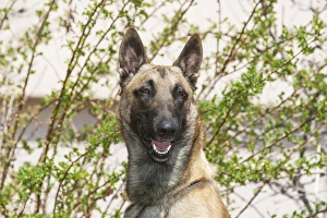 Purebred Malinois in front of bushes and light tan building Purebred Malinois in front of bushes and light tan building