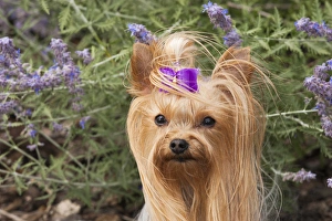 Purebred Yorkshire Terrier purple bow, flowers Purebred Yorkshire Terrier purple bow, flowers