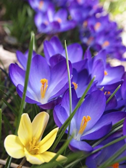 Purple Crocus Prints: Purple crocus