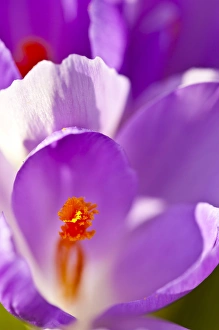 Purple crocus in a garden in Portsmouth, New Hampshire Purple crocus in a garden in Portsmouth, New Hampshire