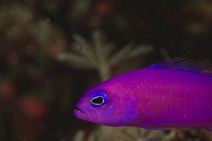 Purple Dottyback (Pseudochromis porphyreus) Banda Sea, Indonesia Purple Dottyback (Pseudochromis porphyreus) Banda Sea, Indonesia