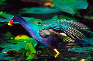 Purple Gallinule (Porphyrula martinica) foraging. USA, Florida, Everglades National Park Purple Gallinule (Porphyrula martinica) foraging. USA, Florida, Everglades National Park
