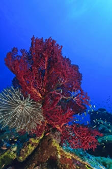 Purple Gorgonian Sea Fan and attached crinoid, Raja Ampat region of Papua (formerly Purple Gorgonian Sea Fan and attached crinoid, Raja Ampat region of Papua (formerly