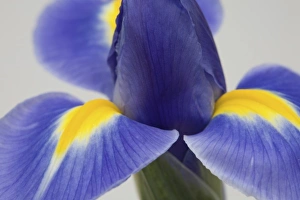 Purple Flower Prints: Purple iris