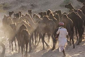 Pushkar camel fair, Pushkar, Rajasthan State, India, Asia Pushkar camel fair, Pushkar, Rajasthan State, India, Asia