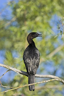Pygmy Cormorant (Phalacrocorax pygmeus) in the Danube Delta, is a near threatened Pygmy Cormorant (Phalacrocorax pygmeus) in the Danube Delta, is a near threatened