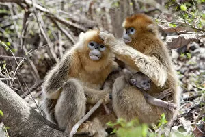 Alice Garland Collection: Qinling Mountains, China, Golden Monkey family grooming