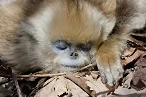 Alice Garland Collection: Qinling Mountains, China, Young Golden monkey sleeping in sun