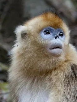 Alice Garland Collection: Qinling Mountains, Female golden monkey