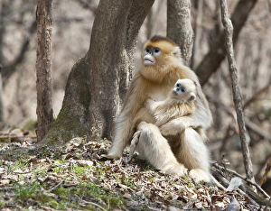 Qinling Mountains, Female Golden Monkey with youngster Qinling Mountains, Female Golden Monkey with youngster