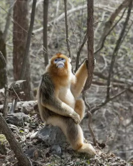 Alice Garland Collection: Qinling Mountains, Male Golden Monkey sitting under trees