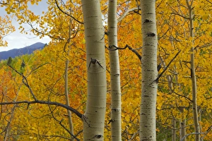 Quaking aspen in full color, Populus tremuloides, New Mexico Rocky mountains Quaking aspen in full color, Populus tremuloides, New Mexico Rocky mountains