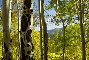 Quaking aspen in full color showing chewing marks from elk and other wildlife, Populus tremuloides Quaking aspen in full color showing chewing marks from elk and other wildlife, Populus tremuloides