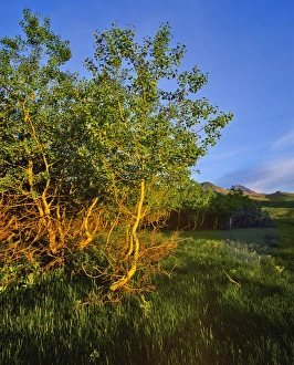Quaking Aspen Grove along the Rocky Mountain Front in Waterton Lakes National Park in Quaking Aspen Grove along the Rocky Mountain Front in Waterton Lakes National Park in