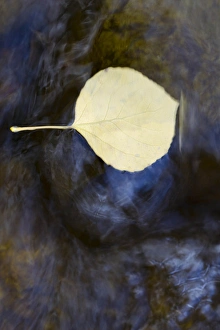 Quaking aspen leaves in the south Ponil Creek on Baldy mountain in the Rocky mountains Quaking aspen leaves in the south Ponil Creek on Baldy mountain in the Rocky mountains