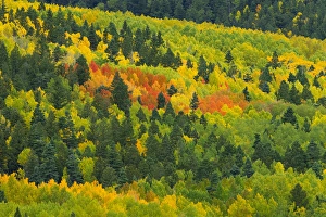 Quaking aspen in stages of color on Baldy mountain, Populus tremuloides, New Mexico Quaking aspen in stages of color on Baldy mountain, Populus tremuloides, New Mexico