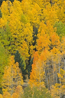 Quaking aspens in a fall glow on the side of Bald Mountain in the southern Rocky Quaking aspens in a fall glow on the side of Bald Mountain in the southern Rocky