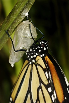 Queen butterfly just emerged from chrysalis, Danaus gilippus, Central Florida garden Queen butterfly just emerged from chrysalis, Danaus gilippus, Central Florida garden