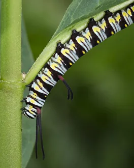 Queen larvae or caterpillar, Danaus gilippus, Florida Queen larvae or caterpillar, Danaus gilippus, Florida