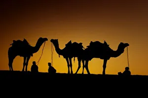 Ragasthan, India, Indian sub-continent, Young men resting with their camel at sunset Ragasthan, India, Indian sub-continent, Young men resting with their camel at sunset