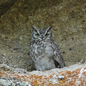 Rain-dotted owl in Walichu Caves, El Calafate, Patagonia, Argentina Rain-dotted owl in Walichu Caves, El Calafate, Patagonia, Argentina