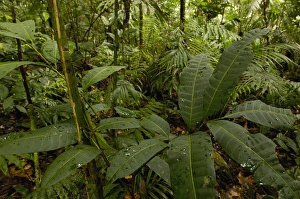 Rain Forest Understory Yasuni National Park Biosphere Reserve Amazon Rain Forest Rain Forest Understory Yasuni National Park Biosphere Reserve Amazon Rain Forest