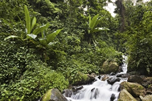 Rain forest with wild banana, Ruwenzori, Uganda Rain forest with wild banana, Ruwenzori, Uganda