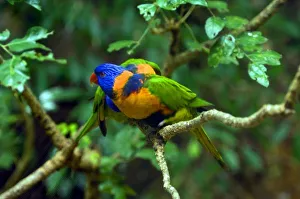 Parrot Species Identification Prints: Rainbow Lorikeets