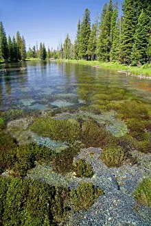 Rainbow trout in natural spring water at Big Springs flowing into Henrys Fork inside Island Park Rainbow trout in natural spring water at Big Springs flowing into Henrys Fork inside Island Park