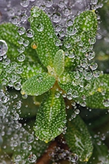Raindrops in small spiderweb, Acadia National Park, Maine Raindrops in small spiderweb, Acadia National Park, Maine