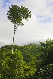 Rainforest in Pico Bonito National Park, Honduras Rainforest in Pico Bonito National Park, Honduras
