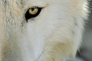 Ramah, New Mexico, United States. Wild Spirit Wolf Sanctuary Ramah, New Mexico, United States. Wild Spirit Wolf Sanctuary