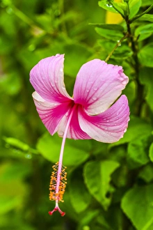 Ranthambore, Rajasthan, India. Delicate, pink and white Hibiscus flower dips over Ranthambore, Rajasthan, India. Delicate, pink and white Hibiscus flower dips over
