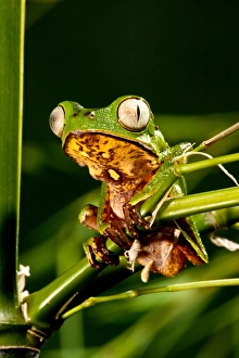 Razor Backed Monkey Frog Phyllomedusa hypocondryialis azurea Native to Paraguay Razor Backed Monkey Frog Phyllomedusa hypocondryialis azurea Native to Paraguay